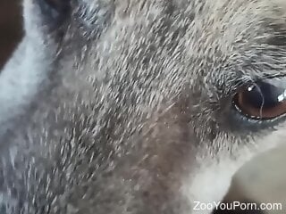 Zoophile receies the long-awaited oral bestiality