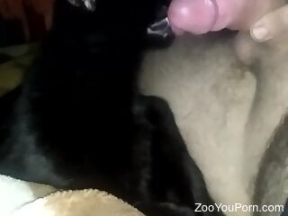 Black cat is about to enjoy bestiality blowjob