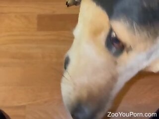 Hot bestiality porn compilation exposing blowjobs