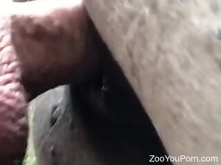 Zoophile is having a rough sex outdoors