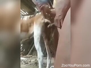 Zoophile is having sex with a skinny doggie