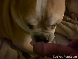 Zoophile loves receiving bestiality blowjob at home