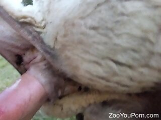 Aroused zoophile enjoys having zoo sex with a sheep