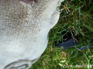 Nasty zoophile is hammering the sheep's tight hole