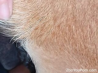 Zoophile shoves his cock inside the brown dog
