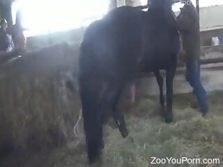 Massive black stallion is having zoo sex