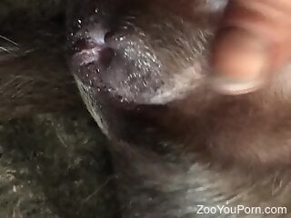 Zoophile is cumming inside his black doggie