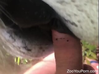 Zoophile is lifting the horse's tail to start zoo sex
