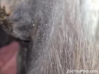 Zoophile's hard dong easily penetrating tight hole
