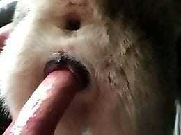 Free Animal Zoo Sex
