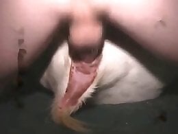 Animal Porn Zilla