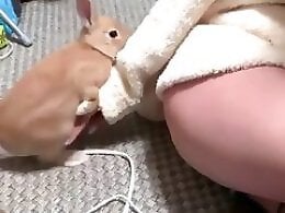 Zoo Bestiality Porn Movies