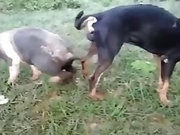 Sex Animal XXX Porn Movies