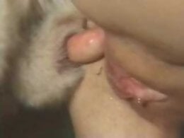 Animal Sex Blue