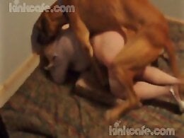 XXX Zoo Porn