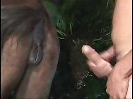 Animal Porn Me