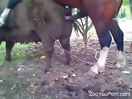Animal Porn Pink