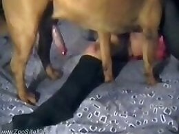 Bestiality