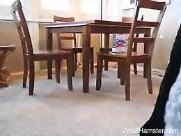 ZooZhamster