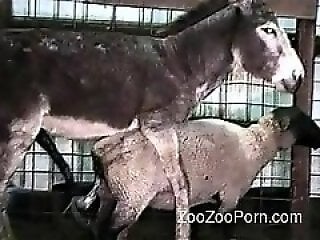 ZooZooPorn