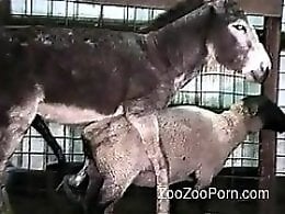 Animal Sex Gold