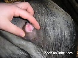 Animal Sex Me